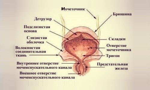 Строение мочевого пузыря Строение мочевого пузыря