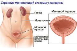 Строение мочеполовой системы у женщины