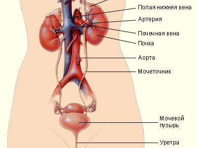Почему не полностью опорожняется мочевой пузырь?
