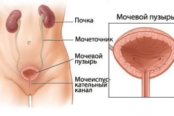 Формирование и развитие мочевого пузыря
