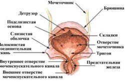 Строение мочевого пузыря
