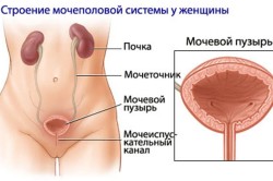 Строение мочеполовой системы женщины