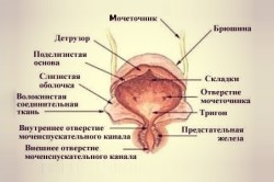 Строение мочевого пузыря Строение мочевого пузыря
